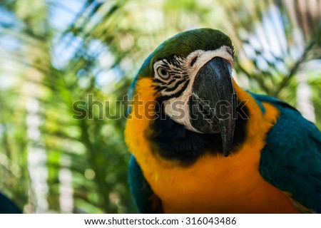 blue and yellow parrots on jungle  background,focus beak