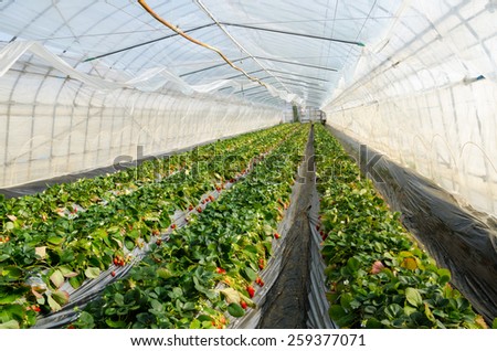 Strawberry farm indoor,Temperature control on farms