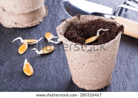 Sprouted pumpkin seeds in a biodegradable peat pot, ready for planting
