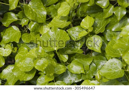 green and wet leaves
