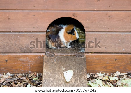 A guinea pig  looking from  wooden house.