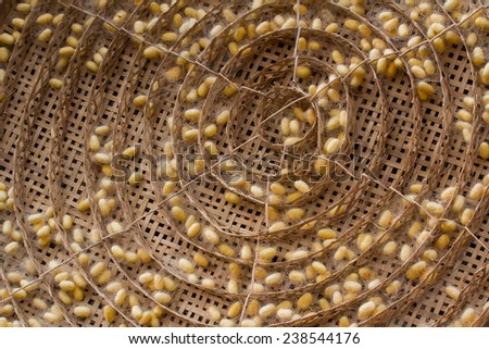 silk worm cocoons in white nests