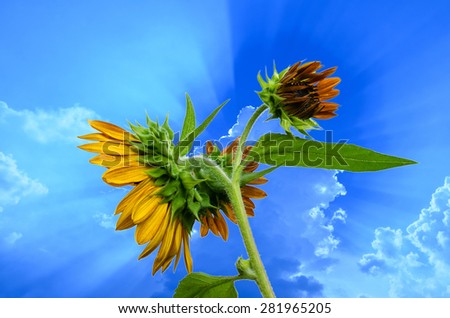 Beautiful sunflowers in the garden, on blue sky