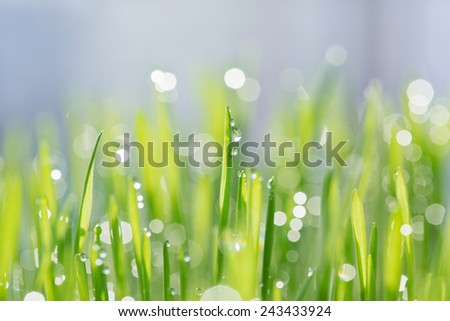 Green oat sprouts with dew drops