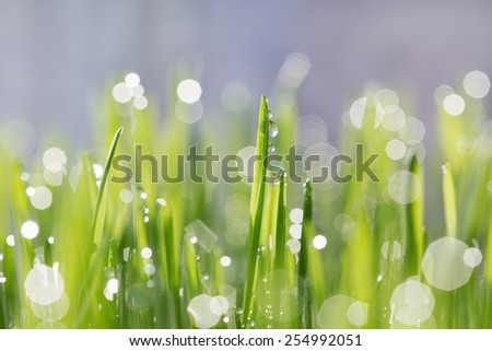 Green oat sprouts with dew drops