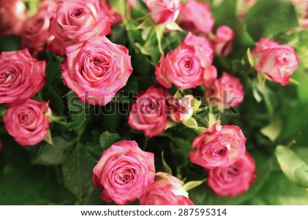 pale pink shrub roses