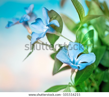 beautiful blue flowers background