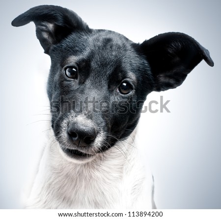 puppy puppy