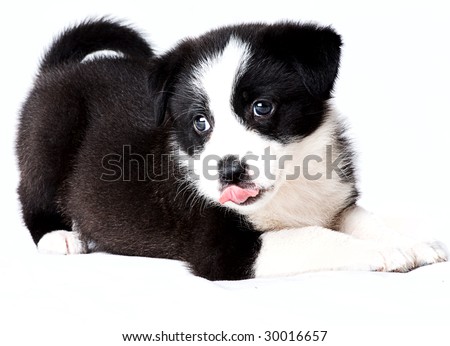 border collie puppies. stock photo : order collie