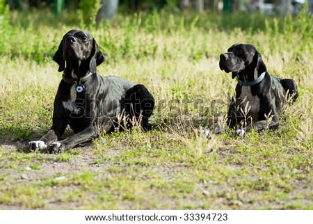 two pointer dogs