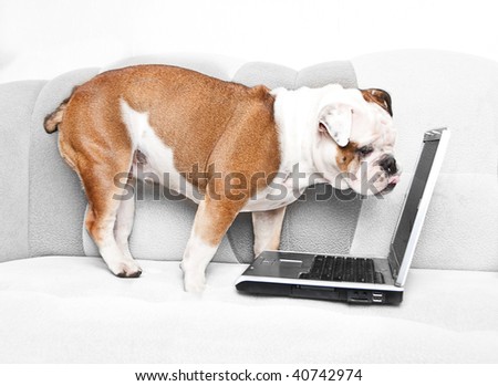 English bulldog staring at notebook screen