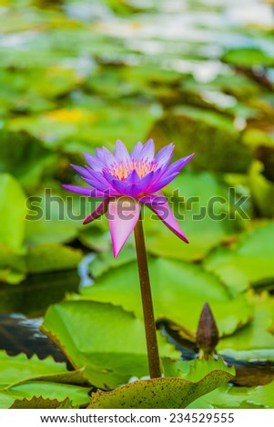 Purple Lotus at Marina Bay, Singapore