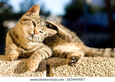 Cute tabby kitten lying on the wall and scratching its head. Selective focus.
