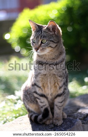 Young tabby brown cat sitting in the garden. Vertical format and selective focus.