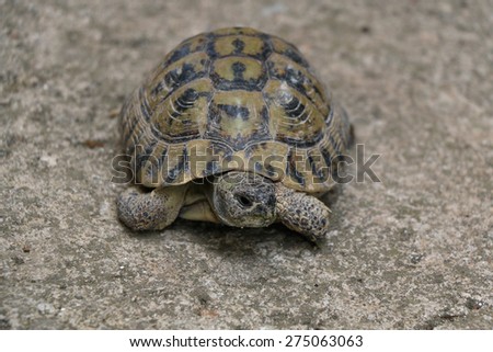 Small domestic tortoise walking in the yard. Natural light, selective focus.