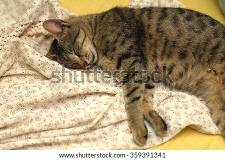 Brown tabby cat sleeping peacefully in human bed.