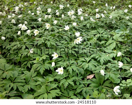 Forest colony, flowering Anemones - early spring. Anemone nemorosa - common names include wood anemone, windflower, thimbleweed and smell fox, an allusion to the musky smell of the leaves.
