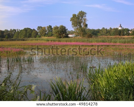 Overgrown pond at rural landscape