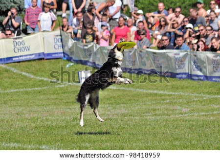 WARSAW - SEPTEMBER 4: Border collie dog catching a frisbee in air at the Dog Chow Disc Cup. September 4, 2011 in Warsaw, Poland