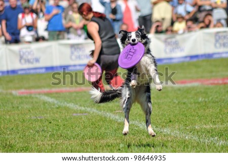 WARSAW - SEPTEMBER 4: Border collie dog catching a frisbee in air at the Dog Chow Disc Cup. September 4, 2011 in Warsaw, Poland