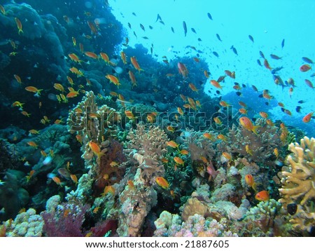 Shoal of fish on the reef