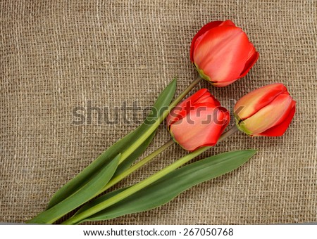 bouquet of red tulips on burlap background