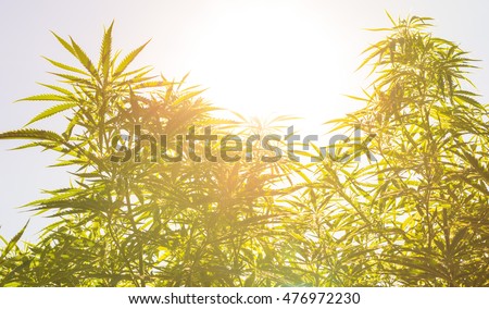 Marijuana (cannabis) plants before harvest time in sunshine
