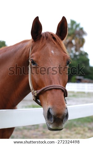Brown Horse Head over the White Fence