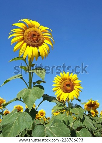 Sunflowers filed during sun flower festival in winter season at Saraburi province, Thailand