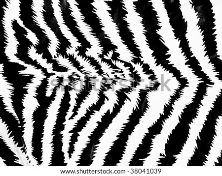 Pics Of Zebra Print Background. stock photo : Zebra skin