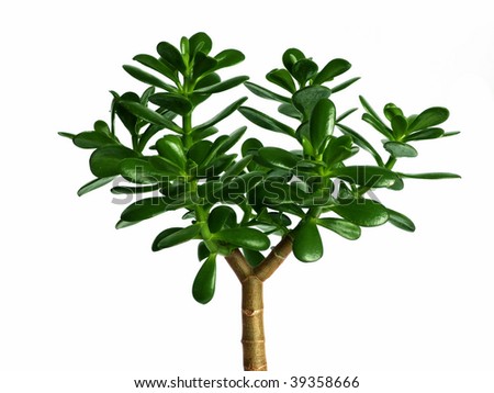money plant crassula. stock photo : House plant - Crassula Ovata or Money tree.
