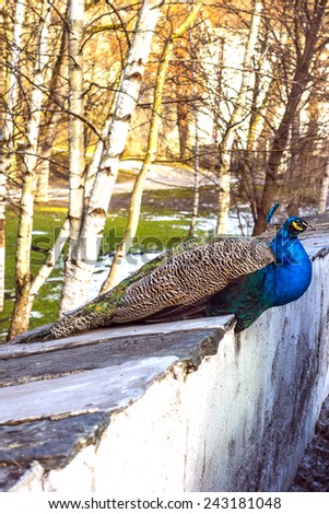 Peacock sleeping on a Wall