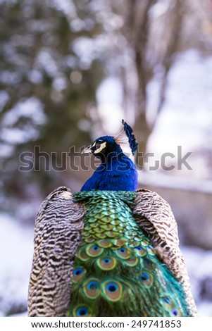 Peacock from behind
