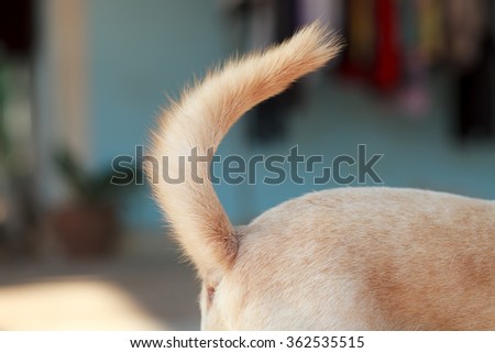 Dog tail