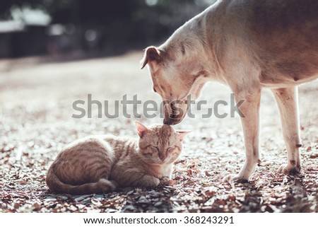 Dog and cat playing together outdoor