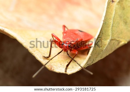 Red bug (long-bodied cotton stained bug) on dry leaf