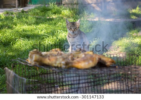 Cat meat at the grill/Cat looks at the meat which is prepared to smoke