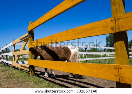 Ranch horses in fence/very nice ranch horse grazing on the fence on a background of blue sky
