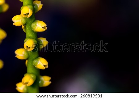 Macro photo of a succulent plant with shallow depth of field on black background.
