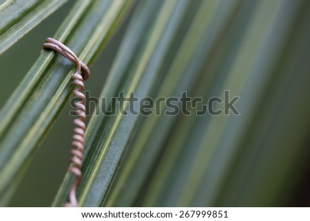 vine roots with coconut leaf