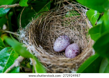 A nest filled with two bird eggs.