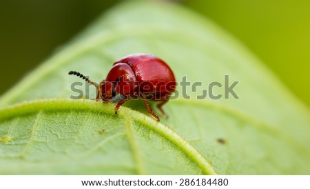 close up red bug on a green leaf