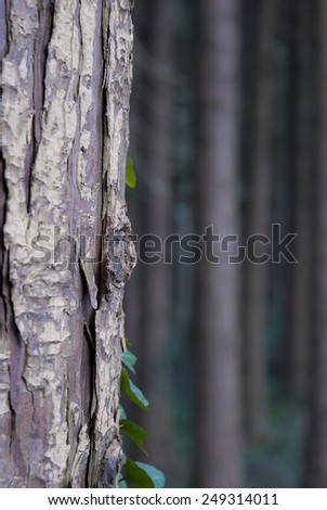 trees in a forest in Totnes Devon UK