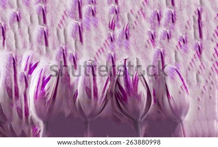 Illustration  of a background effect created from 4 tulips, art design created by using mage stich and median noise reduction