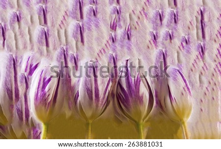 Illustration  of a background effect created from 4 tulips, art design created by using mage stich and median noise reduction