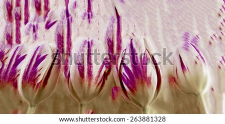 Ilustration of a Background effect created from 4 tulips, art design