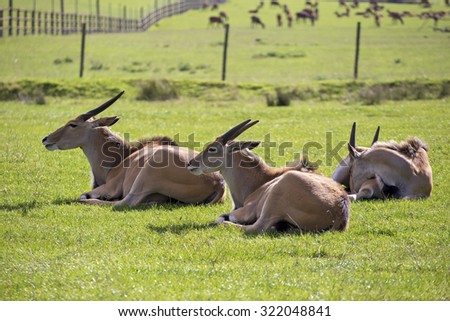 Showing different specicies od a Eland animal common and giant, part of the antelope family and similar to bongo\'s