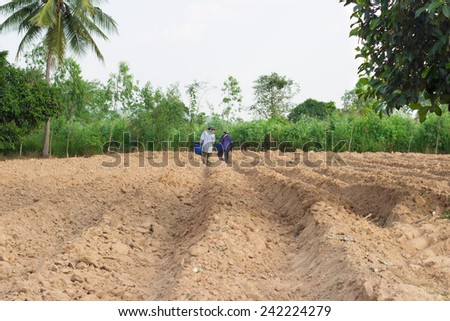 Farmers scattering seed cassava om farm in Thailand.