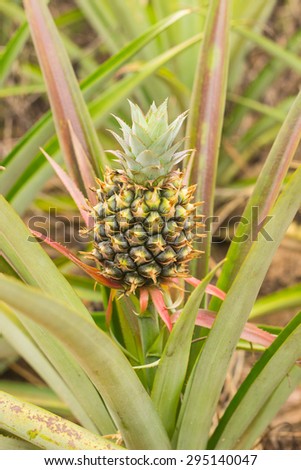 Pineapple to be young in clump inside farm,