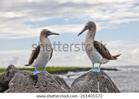 Blue-footed booby in courtship dance on the rocks, Galapagos